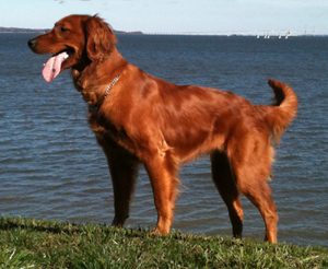 Golden Retriever, "Remi", Annapolis, MD