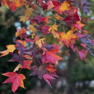 Nourishing the Field Through Your Own Lens®